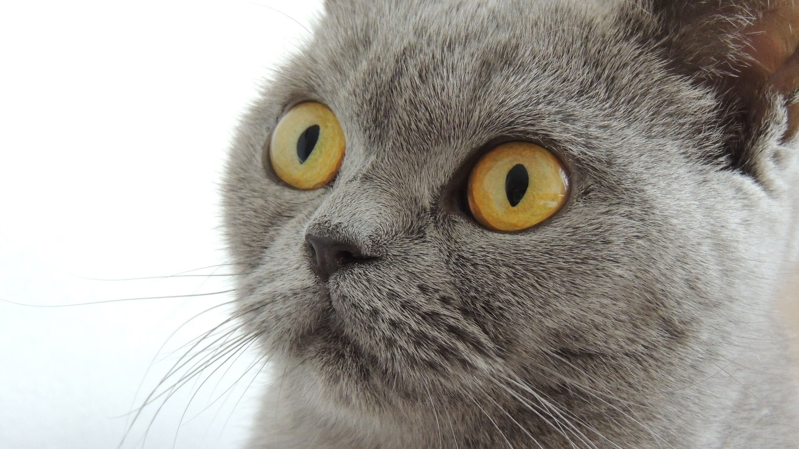 爱游戏体育官方网站-中国赛艇奥运阵容出炉，新老搭配力求突破，中国赛艇奥运冠军