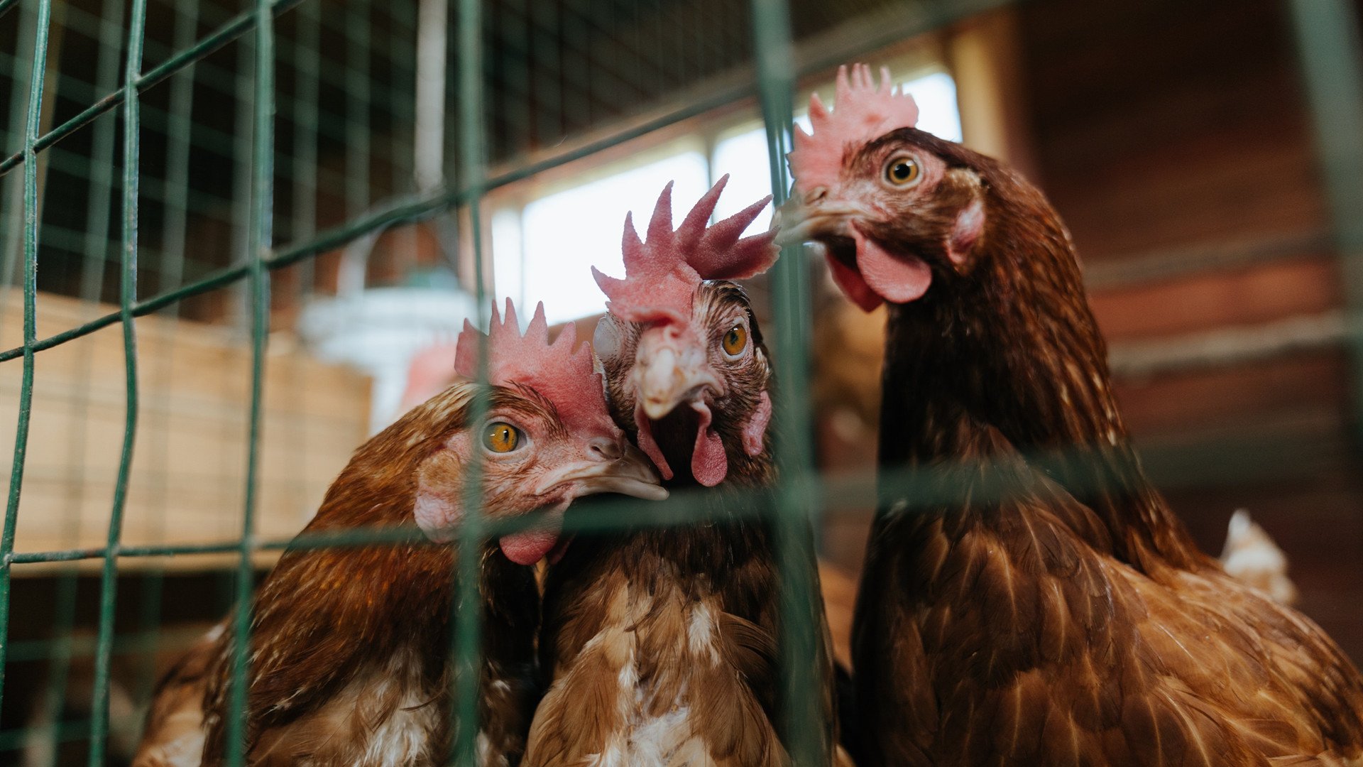 爱游戏-从沙尘到冰雪：WRC面对极端环境的策略