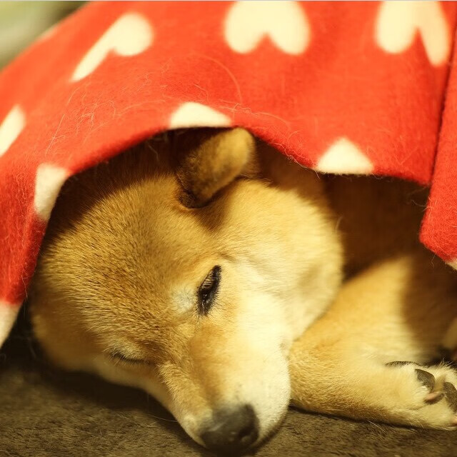 爱游戏体育-足球历史上的“荒诞”事件：你知道的有哪些？，足球历史惨案