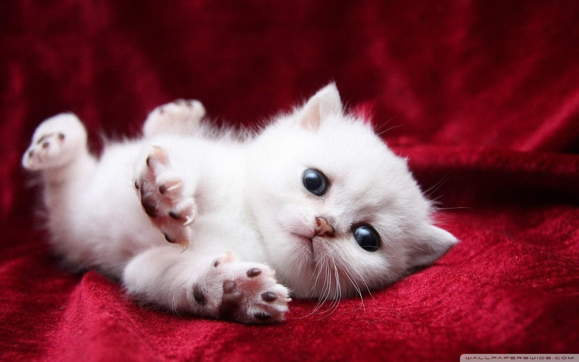 爱游戏app-四分钟两球逆转法国队，西班牙队晋级欧洲杯决赛，西班牙欧洲杯决赛4 0意大利