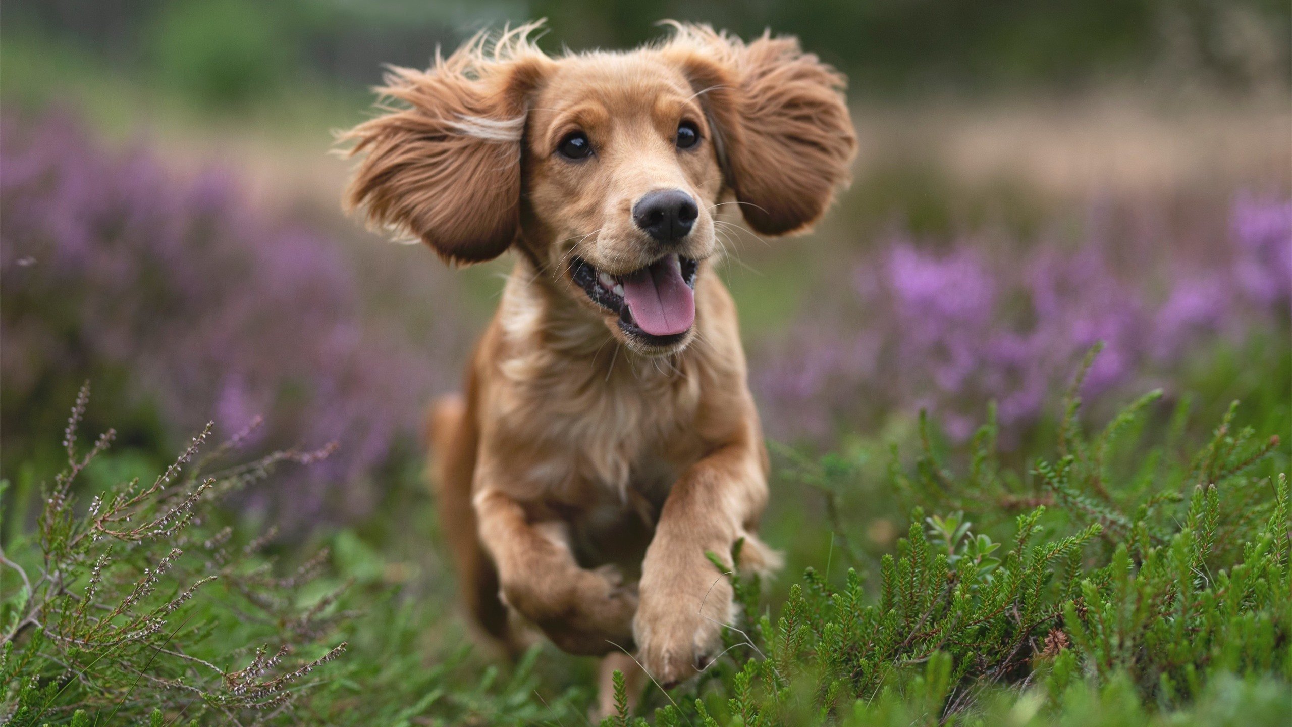 爱游戏体育app-欧洲冠军联赛五星级对决，英格兰女队迎战瑞典，欧洲杯英格兰对瑞士