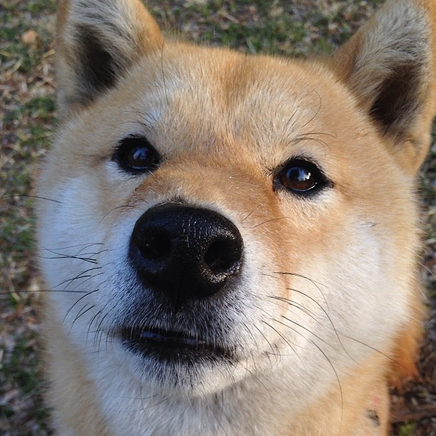 爱游戏体育平台-瓦伦西亚主场1-1战平西班牙人，球队士气低落，西班牙 瓦伦西亚