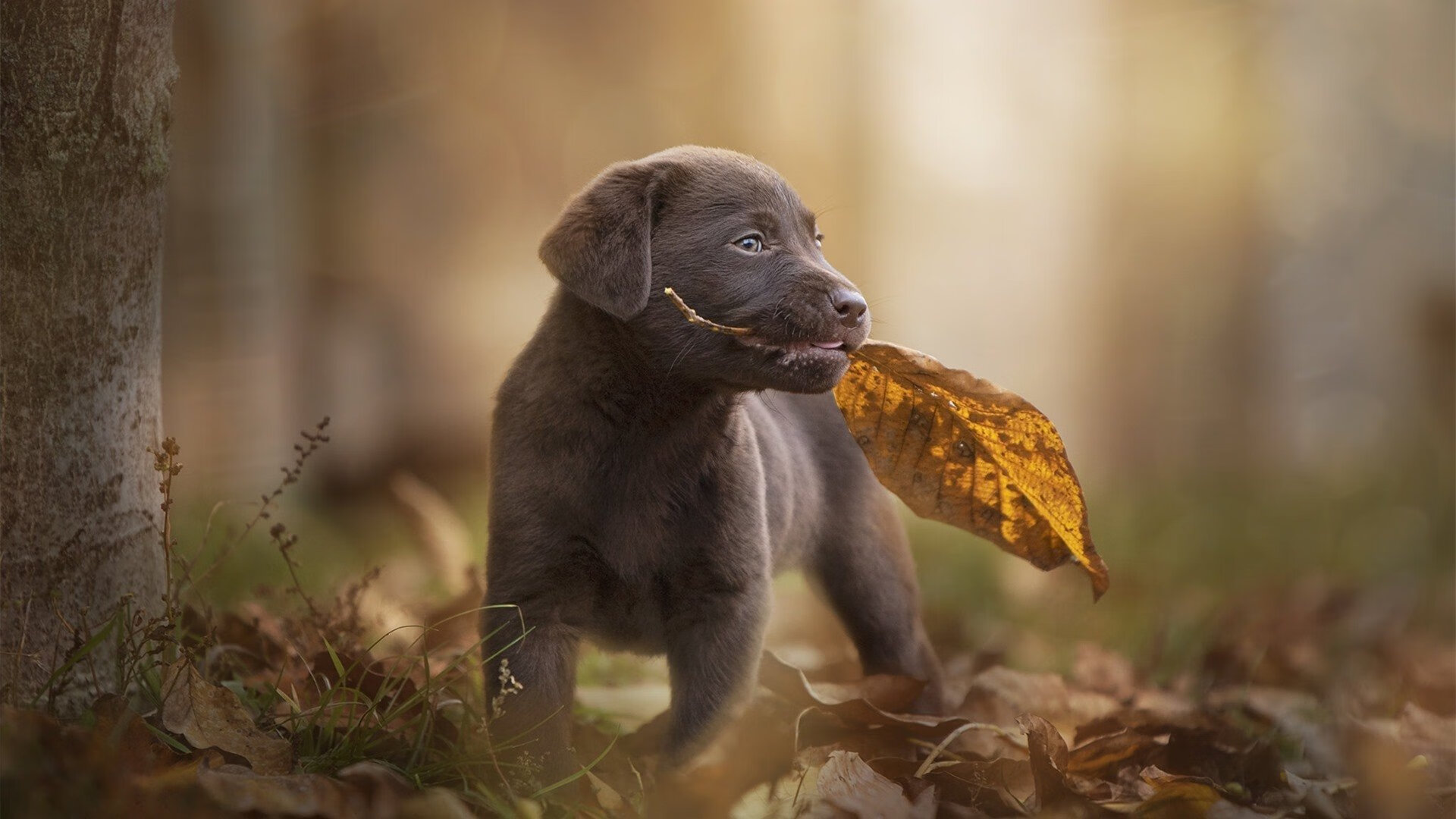 爱游戏体育（AYX）官方APP下载-首尔SK骑士核心球员发挥稳定，首尔sk手球竞技场容量