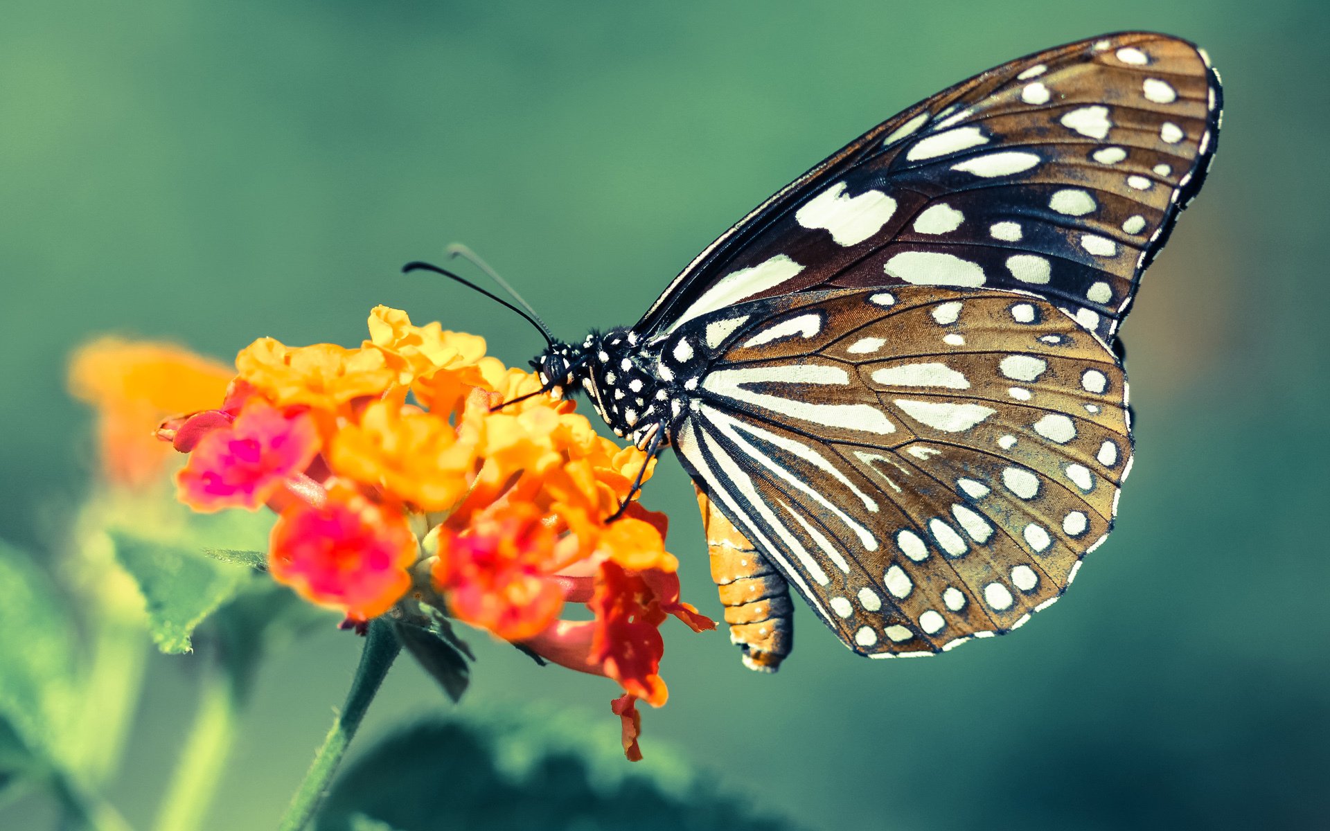 爱游戏在线娱乐官网-韩国星际争霸新人赛季精彩纷呈，韩国星际争霸新人赛季精彩纷呈在线观看