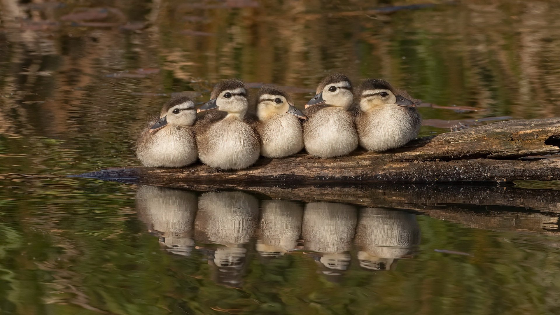 爱游戏官方网站-简：全黑队边锋位置的核心人物，突破能力无可匹敌